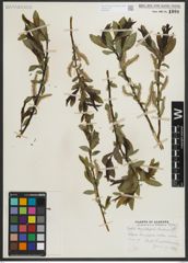 Foto von Salix myrtillifolia Anderson